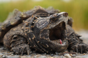 Can A Common Snapping Turtle Hurt You 3