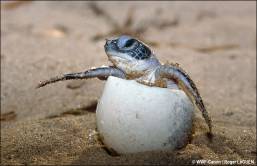 When Do Green Sea Turtles Hatch 5