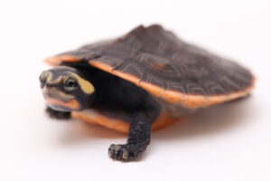 Baby Pink Bellied Side Neck Turtle - My Turtle Store 7