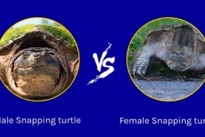 How Large Does A Female Common Snapping Turtle Get 3