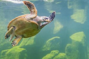 Can Green Sea Turtles Live In Freshwater? 3