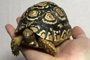 Do Turtles Know Their Names? 7