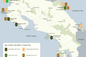 Best Costa Rica Sea Turtle Nesting Sites: Where To Go 3