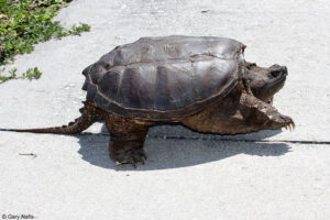 Are Common Snapping Turtles Legal In California 6