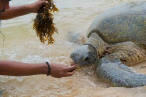 Do Green Sea Turtles Bite? 4