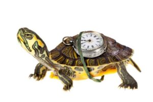 Do Turtles Have Good Memory? 5