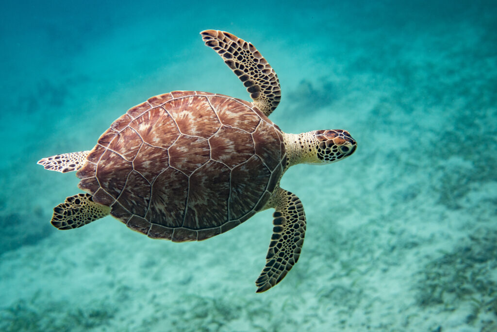 How Do Green Sea Turtles Protect Themselves