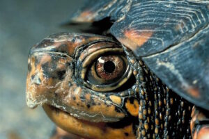 Eastern Box Turtle Care: How To Keep Your Turtle Happy 3