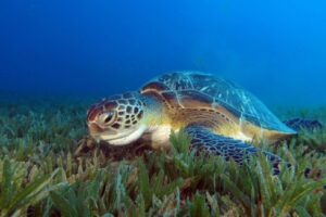 Do Hawksbill Sea Turtles Eat Seagrass 1