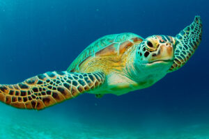 Why Are Green Sea Turtles Important 3