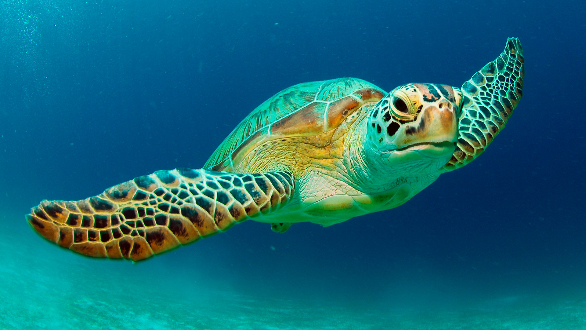 Why Are Green Sea Turtles Important 