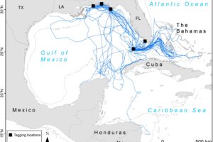 Where Do Loggerhead Sea Turtles Migrate 8