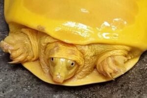 What's The Deal With This Ridiculous Yellow Turtle Found In India? 4