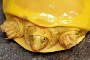 What's The Deal With This Ridiculous Yellow Turtle Found In India? 3