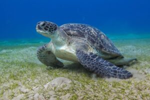 Are Green Sea Turtles Nocturnal? 1