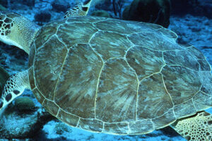 Why Are Green Sea Turtles Called Green 5