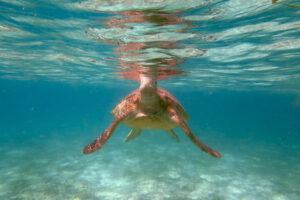 Can Green Sea Turtles Breathe Underwater? 2