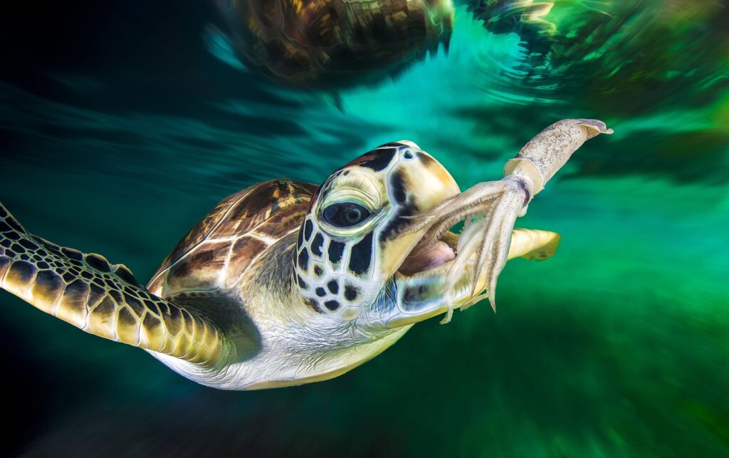 How Does A Green Sea Turtle Get Its Food