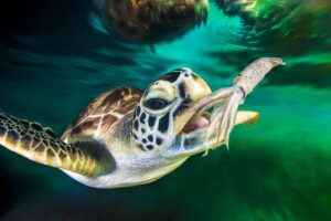 How Do Green Sea Turtles Get Their Food? 8