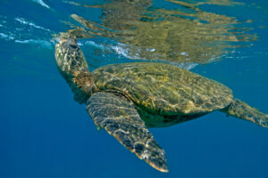 How Much Do Green Sea Turtles Eat A Day 2