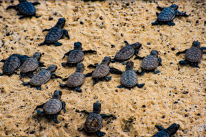 What Do Baby Hawksbill Sea Turtles Look Like 9