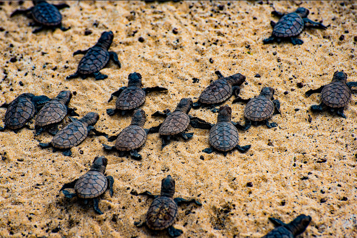 what-do-baby-hawksbill-sea-turtles-look-like