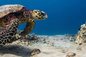 Do Hawksbill Sea Turtles Live Alone 3