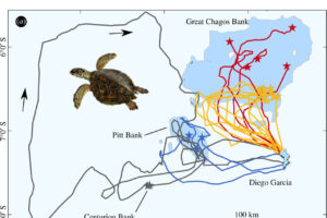 Do Hawksbill Sea Turtles Migrate 1