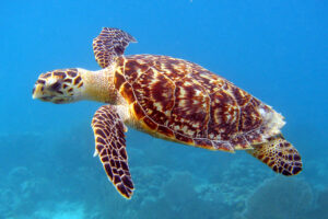 Facts About The Hawksbill Sea Turtle 1