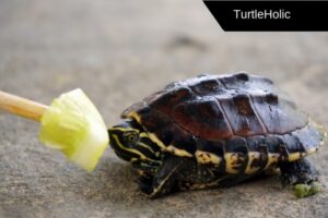 How Long Can A Turtle Live Without? 4