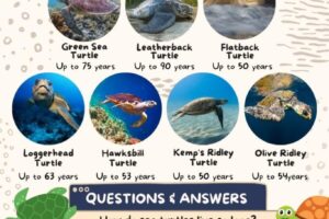 What Is The Average Lifespan Of A Green Sea Turtle 5