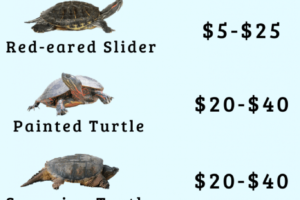 How Much Do Painted Turtles Cost 9