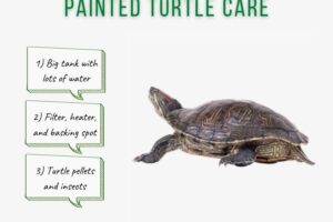 Can You Keep A Painted Turtle As A Pet 2