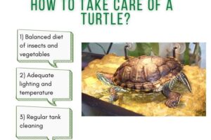 How To Take Care Of A Turtle? 5