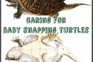 How Often Do You Feed A Common Snapping Turtle 6