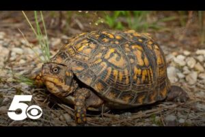 What To Do If You Come Across A Turtle On An Arkansas Road 3