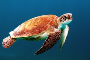 How Many Green Sea Turtles Are Left In The Wild? 6