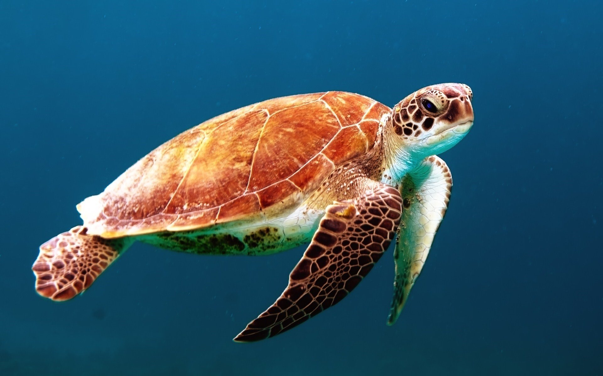 How Many Green Sea Turtles Are Left In The Wild?