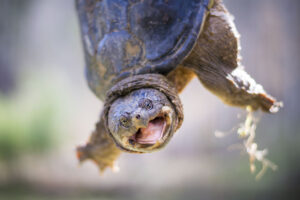 How Long Have Common Snapping Turtles Been Around 7