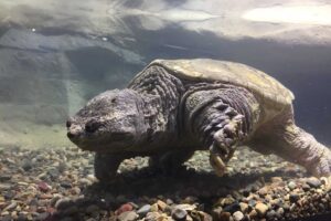 World Record Common Snapping Turtle 8