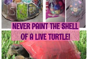 Can You Paint A Turtle Shell 9