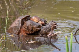 How To Breed Common Snapping Turtles 10