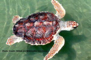 How Long Is A Loggerhead Sea Turtle 2