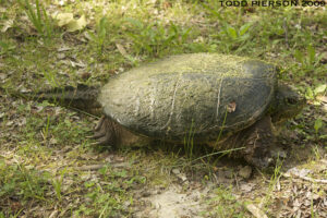 Do Common Snapping Turtles Live In Alabama 1