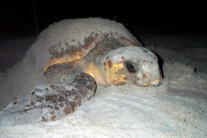 Where Do Loggerhead Sea Turtles Lay Their Eggs 2