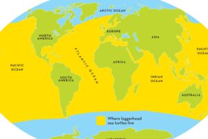 Where Do Loggerhead Sea Turtles Live 6