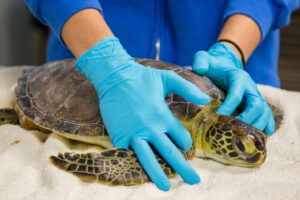 About The Sea Turtle Hospital 5