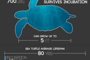 How Much Does A Loggerhead Sea Turtle Weigh 2