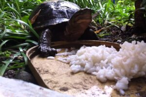 Can Turtles Eat Rice? 5