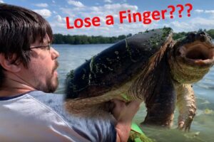 Are Common Snapping Turtles Dangerous 8